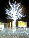 h-shiodome-tree.jpg