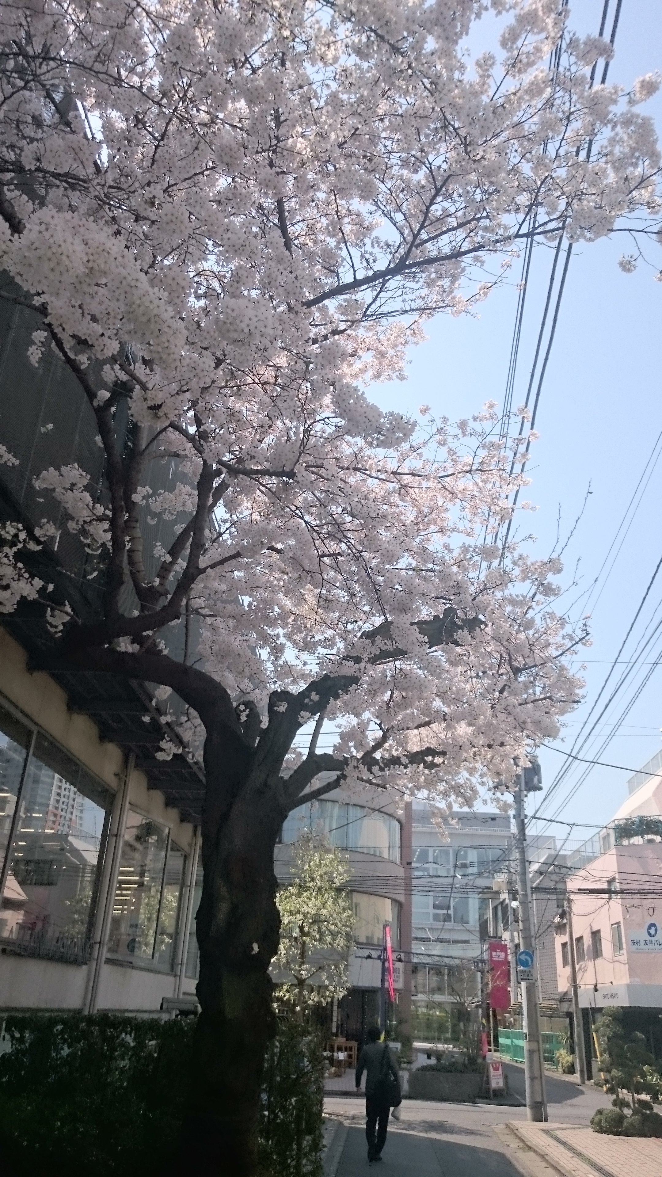 sakura2.JPG