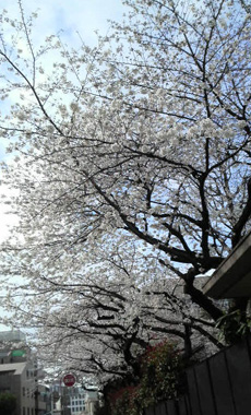 sakura8.jpg