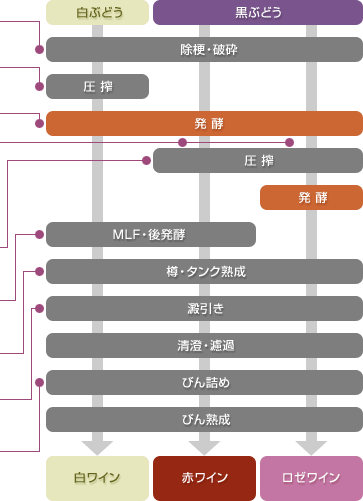 スティルワインの作り方（まるわかりワイン講座） | アサヒワインコム | アサヒビール